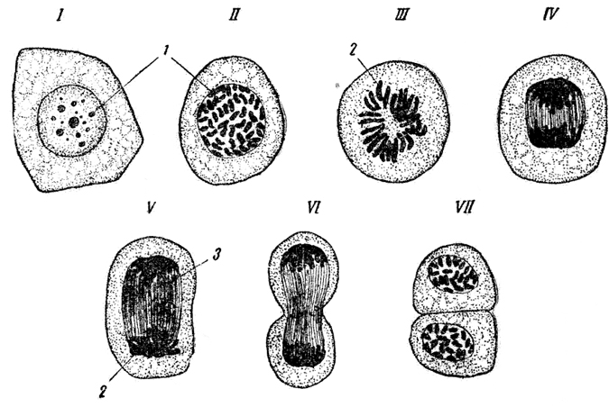 . 24. .    . I- ; II - ; III - ,   ; IV, V- ; VI - ; VII -   ( -. 10, . 40):